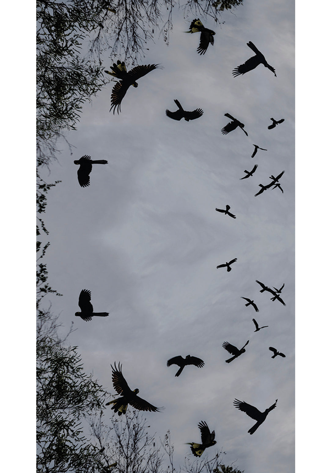 BLACK COCKATOOS' WOOL & SILK SCARF