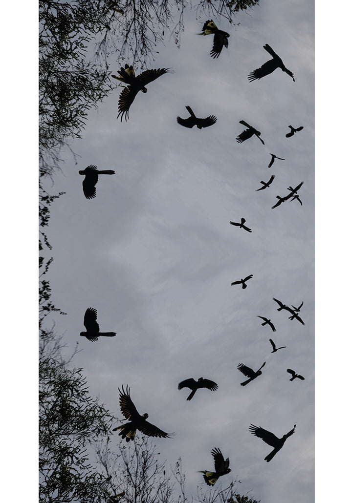 BLACK COCKATOOS' WOOL & SILK SCARF